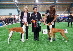 20160925-FKK-Aaland-Viking-Line-Show-Giura-Anca-Romania-FI-Champion-Yelloweyes-Poison.png 20160925-FKK-Aaland-Viking-Line-Show-Giura-Anca-Romania-FI-Champion-Yelloweyes-Poison.png