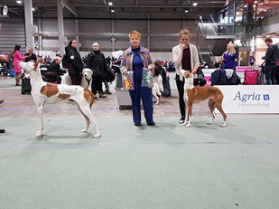 20161120-NKK-Int-Lillestroem-Domare-AnnaMaria-Tarjan-BIR-CACIB-Norsk-VInnare-16-Kalo-Skilos-Big-Chiefs-Ravage-Rose-BIM-CACIB-Norsk-Vinnare-16-Rosenhills-Kordesrose-Bellami.jpg 20161120-NKK-Int-Lillestroem-Domare-AnnaMaria-Tarjan-BIR-CACIB-Norsk-VInnare-16-Kalo-Skilos-Big-Chiefs-Ravage-Rose-BIM-CACIB-Norsk-Vinnare-16-Rosenhills-Kordesrose-Bellami.jpg