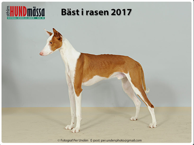 20171216-SKK-Int-Aelvsjoe-Domare-Hanne-Laine-Jensen-BIR-CACIB-SV17-Yelloweyes-Poison-Fotograf-Per-Unden.png