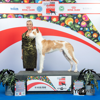 20181014-EDS-Warsawa-Domare-Peter-Friedrich-Tyskland-BEST_OF_BREED-CAC-Heron-And-Hounds-Waitin-To-Smile-Fotograf-KYNOWEB.jpg