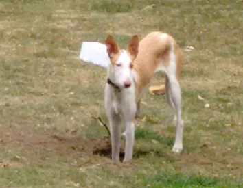 20180818-Norska-Podenco-Klubben-Domare-Luis-Gorjao-Henriques-Portugal-BT2-Cert-Kalo-Skilos-For-Whom-TheBell-Tolls-Fotograf-Kennel-Chiron.jpg