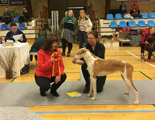 20190323-DK-Koege-Myndeklubben-Domare-Carina-Ekwall-BIR-cert-Klubb-cert-DK-Championat-Kalo-Skilos-For-Whom-TheBell-Tolls-Fotograf-Gunilla-Kock-Hansson.png