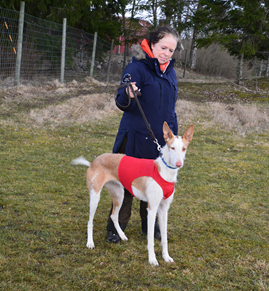 20190324-Godkaend-licens-Lure-Coursing-Licensgivare-Gunilla-Kock-Hansson-Kalo-Skilos-For-Whom-TheBell-Tolls-Fotograf-Kennel-Chiron.png